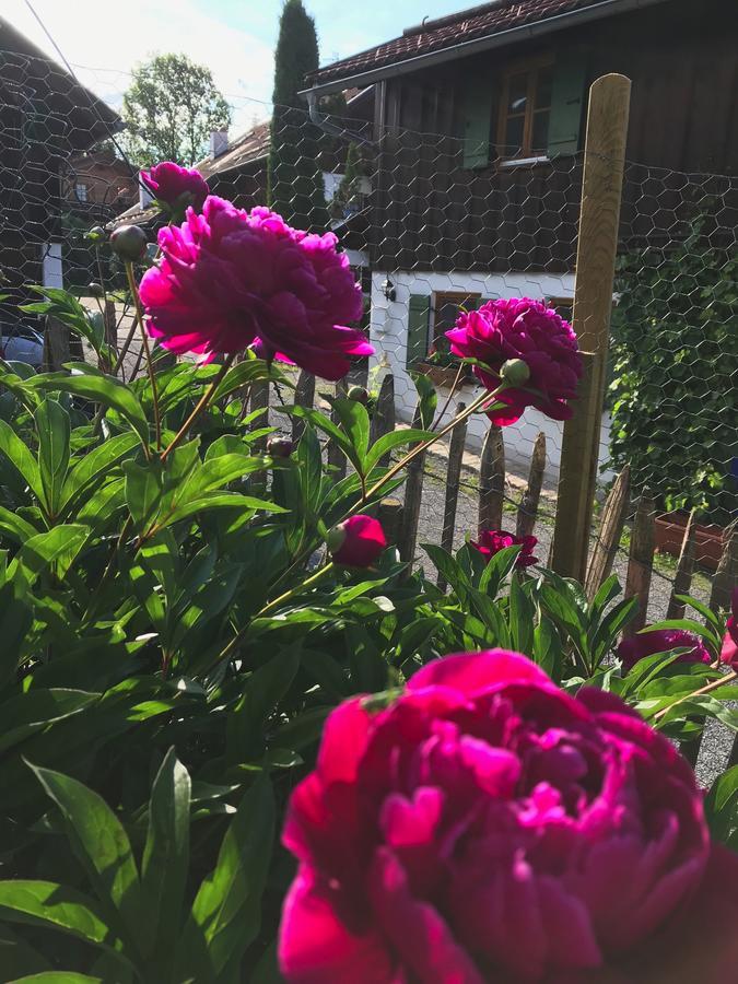 Alpenrose Birgit Heinz *